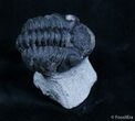 Bargain Phacops Trilobite From Morocco #2069-1